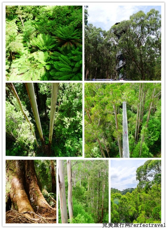otway tree top.jpg