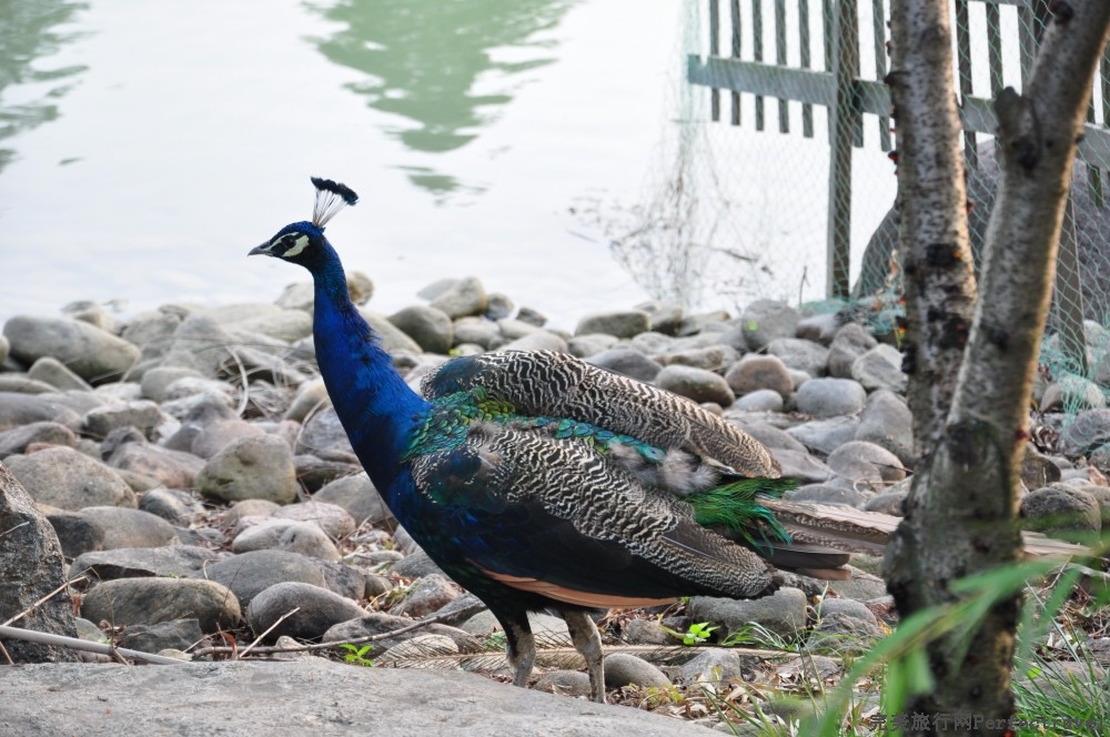 DSC_4473_01.JPG