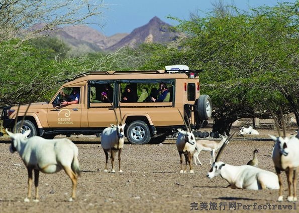 Desert_Islands_by_Anantara_Abu_Dhabi-Wildlife-encounters-DSI_1687.jpg