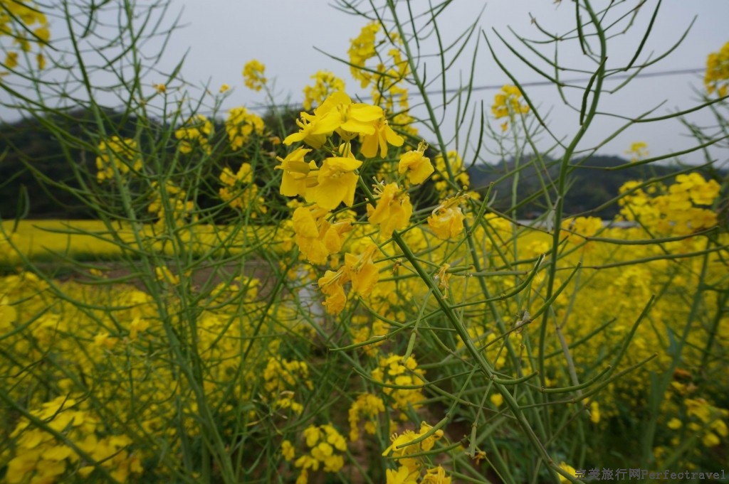 С С DSC00276.JPG