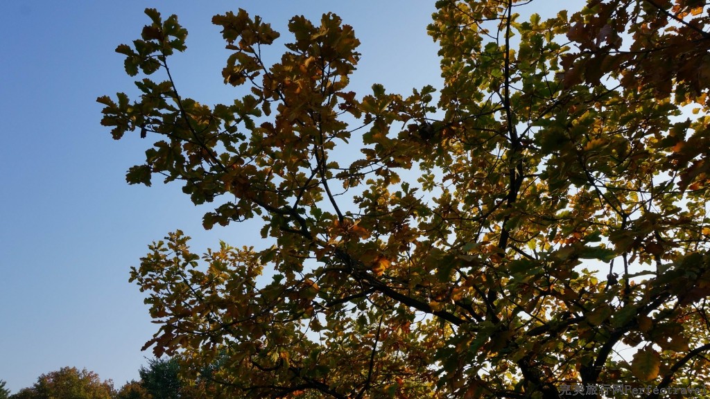 С DSC01848.JPG