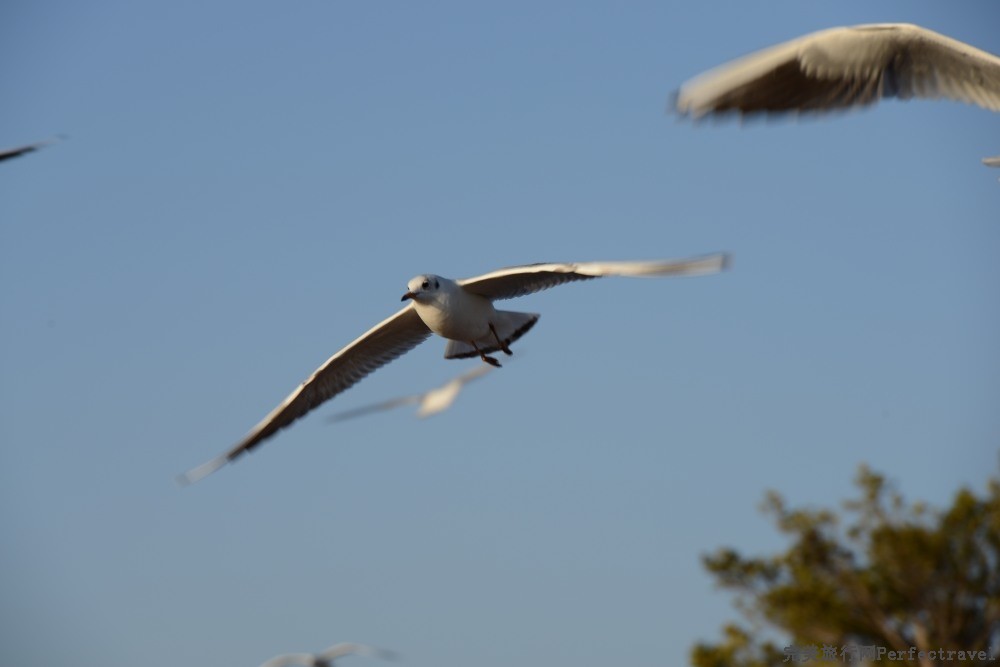 DSC_0981_01.JPG