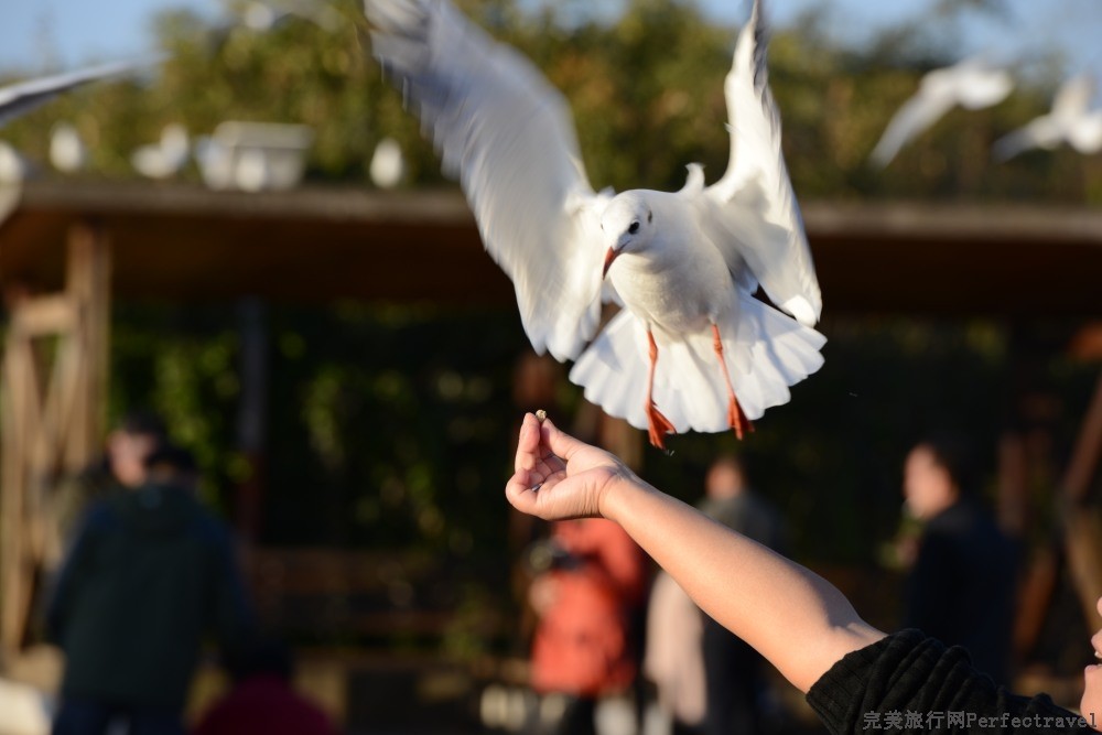 DSC_0990_01.JPG