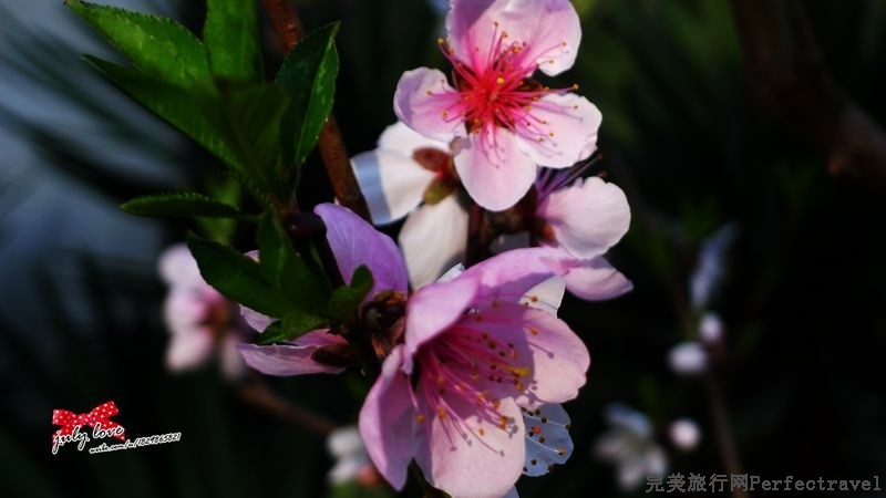 P1150217_.jpg