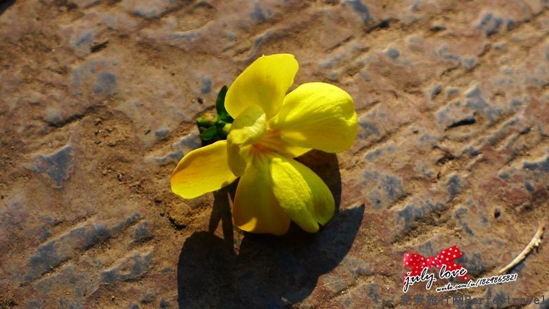 P1150318_.jpg