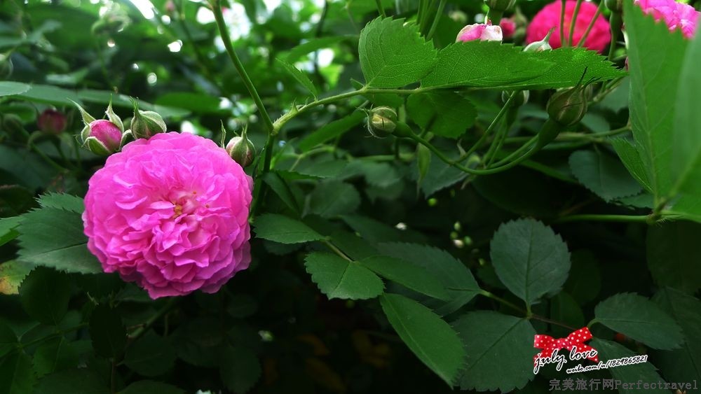 P1180894_.jpg