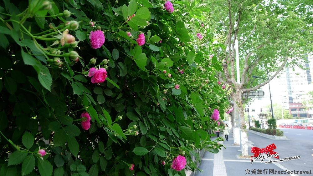 P1180918_.jpg