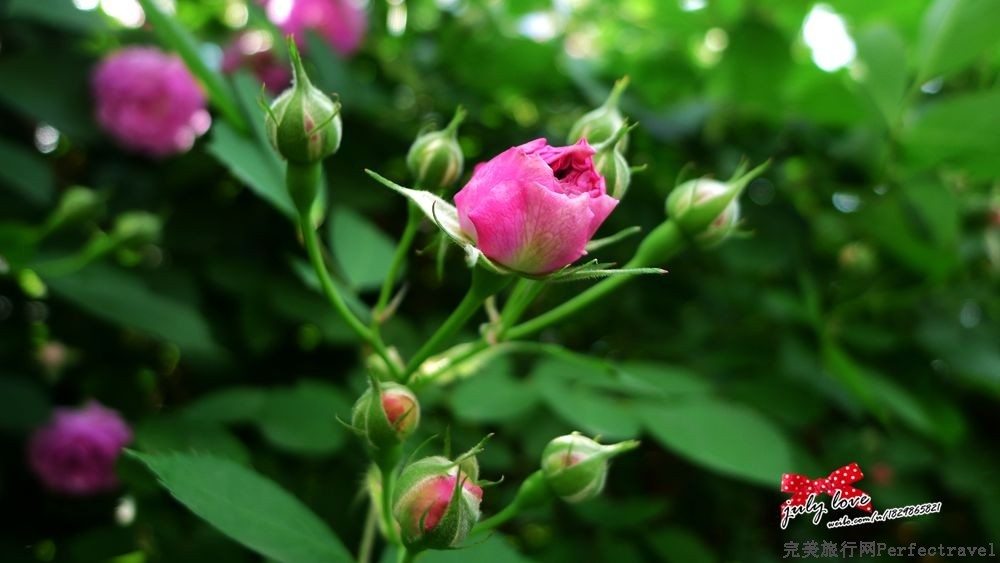 P1180937_.jpg