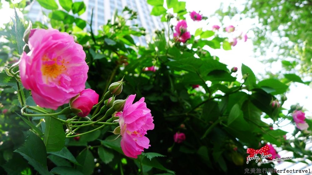 P1180949_.jpg