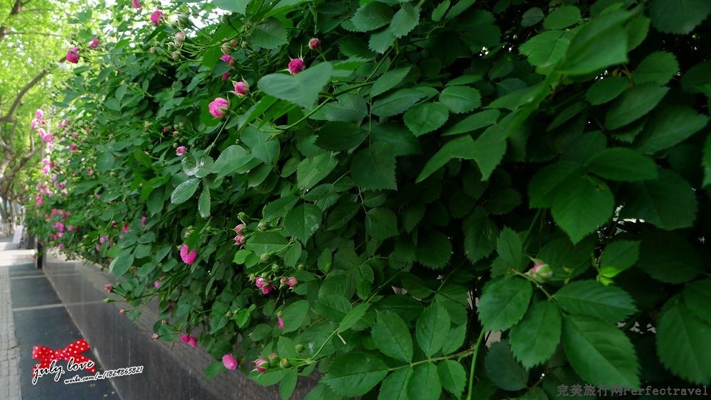 P1180959_.jpg