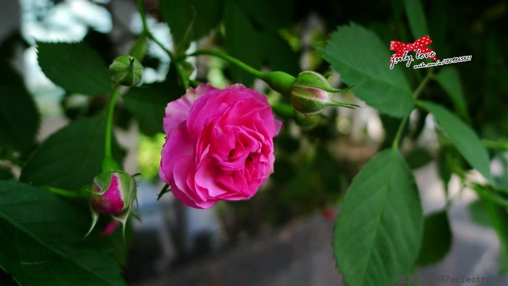 P1180966_.jpg