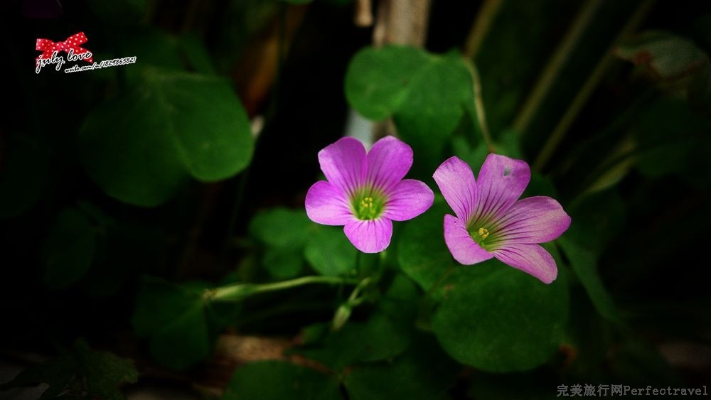 P1210469_.jpg