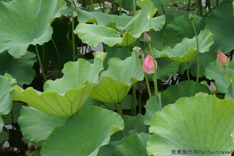Ƭ 059.jpg