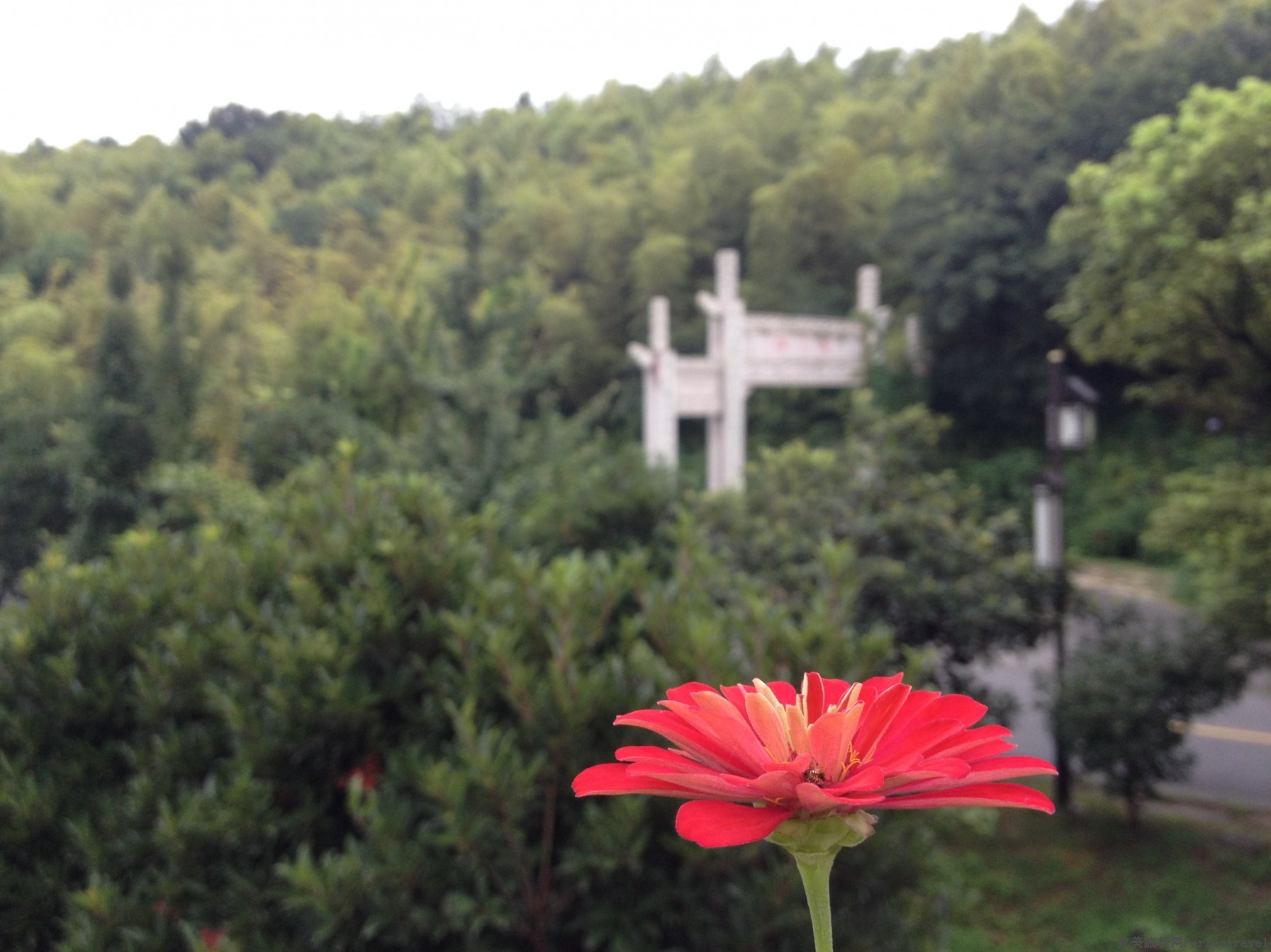 IMG_4462.JPG
