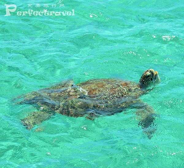 amanpulo-sea-turtle-600x548.jpg